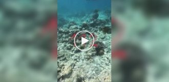 Тропическая рыба напала на мужчину