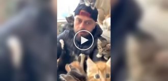 A man was attacked by a pack of domestic predators