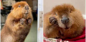 A US Court Didn't Send Nibi, a Beaver Used to Living with People, Back to the Wild (3 Photos + 1 Video)