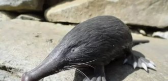 Пиренейская выхухоль: Похож на ошибку эволюции, но это идеальный водный хищник! (10 фото)