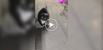 Cats also love to pop bubbles on film