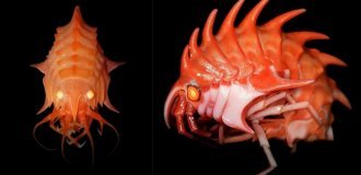 Epimeria: Antarctic Crayfish Blow Your Mind (7 photos)