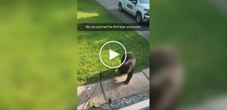 Кот впервые видит медведя