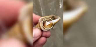 В Австралии даже моллюски не выглядят безобидно