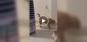 Кот зацепился животом за провод