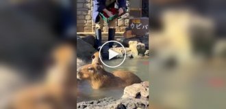 В Японии состоялся конкурс купания капибар