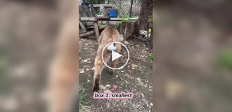 Choosing a box for a cat