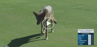 Попытка койота украсть микрофон