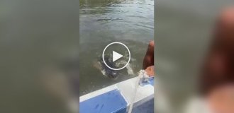 Какой хороший мальчик