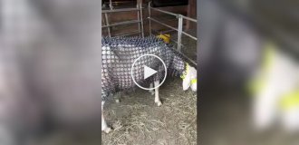 «Овечья броня» для защиты от волков