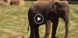 A mother elephant tries to wake up her baby