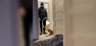 Пес стал будильником для хозяйки