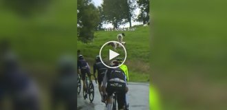 Cows join a bike race in Spain