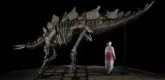 A stegosaurus skeleton will be sold at auction for the first time (7 photos)
