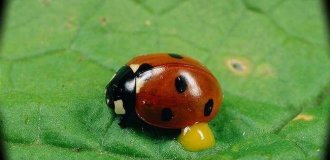 Божья коровка: даже птицы избегают этого маньяка (11 фото)