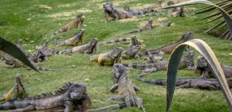 Самые наглые городские животные разных стран (14 фото)