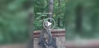 Расслабленный медведь из Румынии