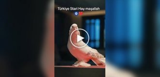 В Турции продали голубя по цене автомобиля