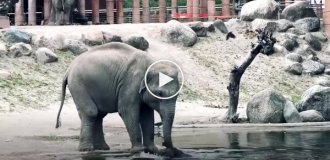Трогательный момент: слоны объединились, чтобы вытащить малыша из воды