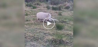 A goose and a sheep engaged in an unexpected battle on a farm