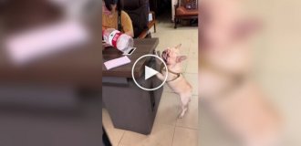 Французький бульдог, який збирає пластик, підкорив соцмережі в Китаї»