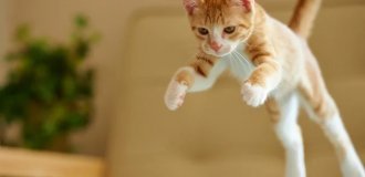 16 завораживающих гифок в стиле слоу-мо, которые помогут лучше понять этот мир (18 гифок)