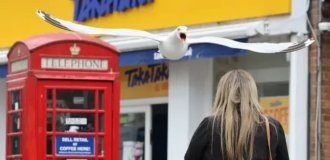 Атакует из засады: чайка отбирает еду у туристов на британском курорте (4 фото)