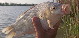 Серебряный карась: унижает самцов других рыб, чтобы сломать водоём (6 фото)