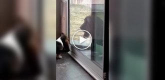 Собака терпеливо учит щенка пользоваться дверцей