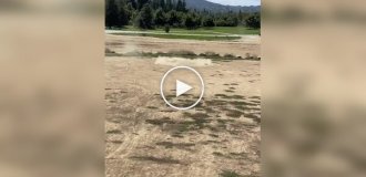 Машинка на игрушечном управление вернулась к хозяину