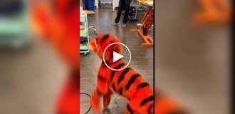 Собаку покрасили в Тигру из «Винни-Пуха» к Хэллоуину