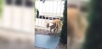Коротко о котах и их «везении»