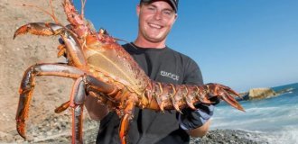 Лангуст: почему огромные раки отказались от клешней? (10 фото)