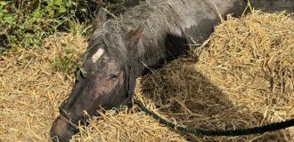 Спасатели освободили лошадь весом 800 килограммов, застрявшую в болоте (5 фото)