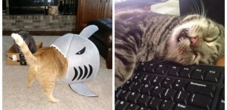 22 нетривиальных места для сна, которые могут выбрать и одобрить только котики (23 фото)