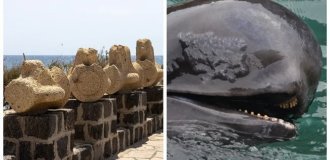 О необычном памятнике из китовых позвонков и чёрных дельфинах (9 фото)