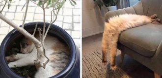 20 cases when cats proved that there are no uncomfortable places and positions for sleeping (21 photos)