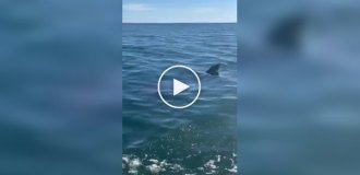 Five large sharks surrounded a couple in the US