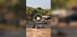 В Африке туристы засняли двух львов, которые так сильно объелись, что несколько часов не могли встать