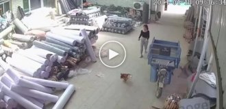 The rooster suddenly attacked its owner