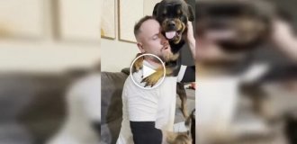 Ревнивый ротвейлер мешает хозяину играть с другой собакой