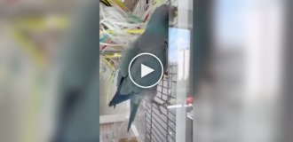 Будні сисадміну