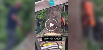 Попытка спилить дерево ради лучшего вида закончилась разрушением собственного дома