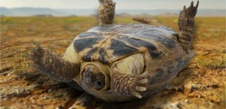 Turtles: try to put the opponent on his shoulder blades. Is the upside-down reptile doomed (5 photos)