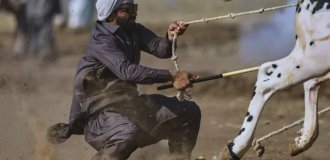 Пенджабский стиль – выпендреж быками по-пакистански (6 фото)