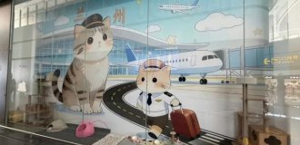 В китайском аэропорту открыли пушистый «Отдел по борьбе с грызунами» (4 фото + видео)