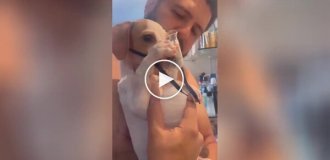 Asthmatic dog holds inhalation mask, realizing it makes his life easier