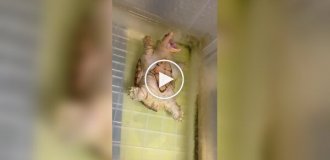 Черепаха притворяется мертвой, чтобы хозяин обратил на нее внимание