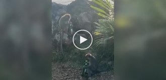 Пока туристы отдыхали, обезьяны допивали за ними пиво