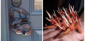 Ужасы Матушки-природы: 35 фото, которые заставят вас затаить дыхание от страха (36 фото)